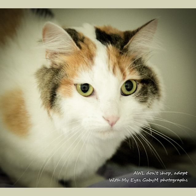 Photo of Peanut
