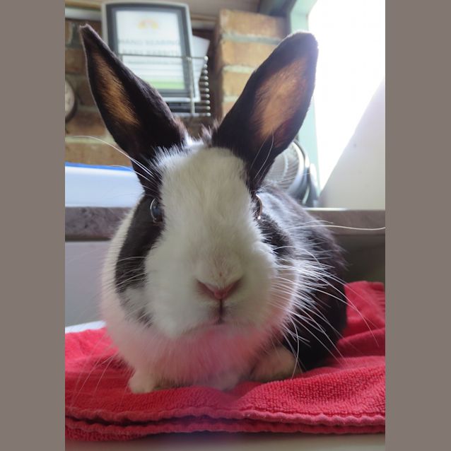 Photo of Acorn (Vib)