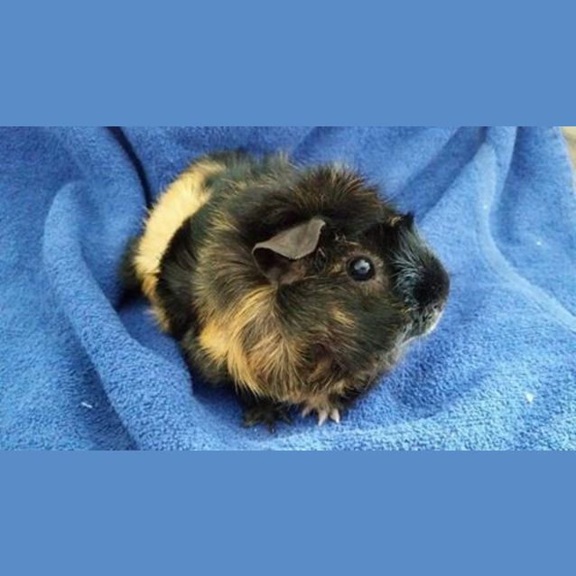 Photo of Ziggy