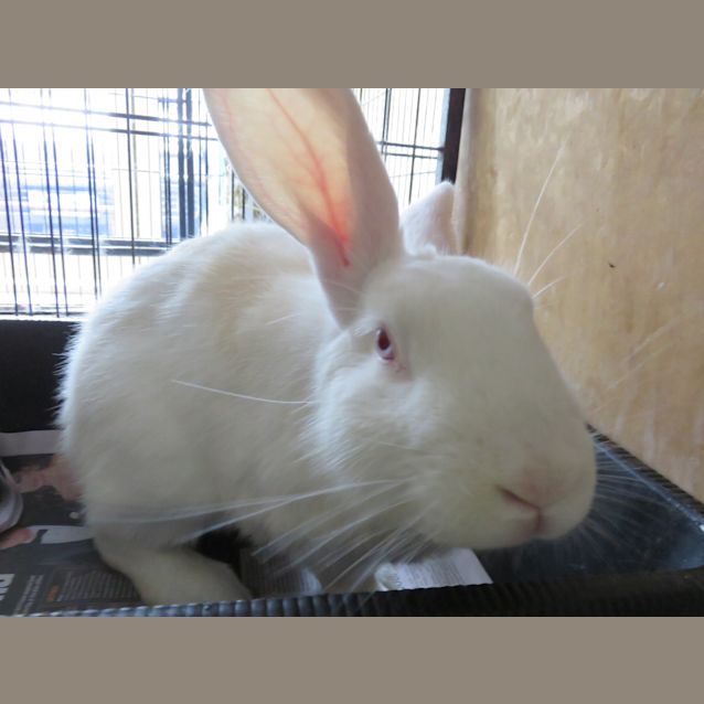 Photo of Dakota (Vib)