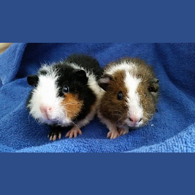 Photo of Pebbles And Freya