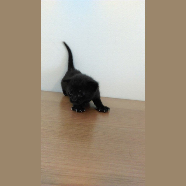 Photo of Zazu