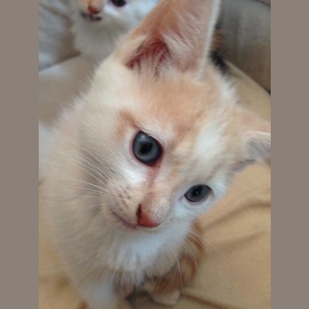 Photo of Champers   Perfect Little Gentleman