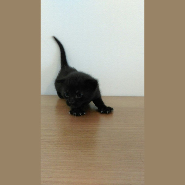 Photo of Zazu