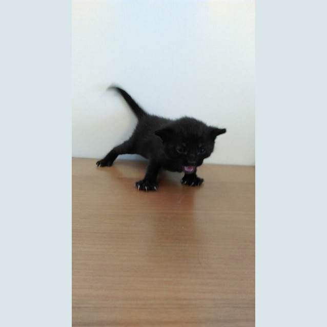 Photo of Zazu
