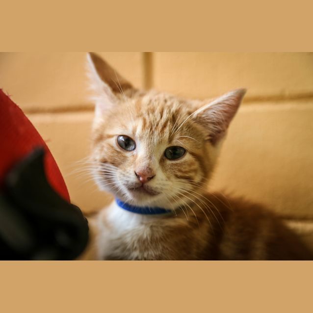 Photo of Libero (4893)