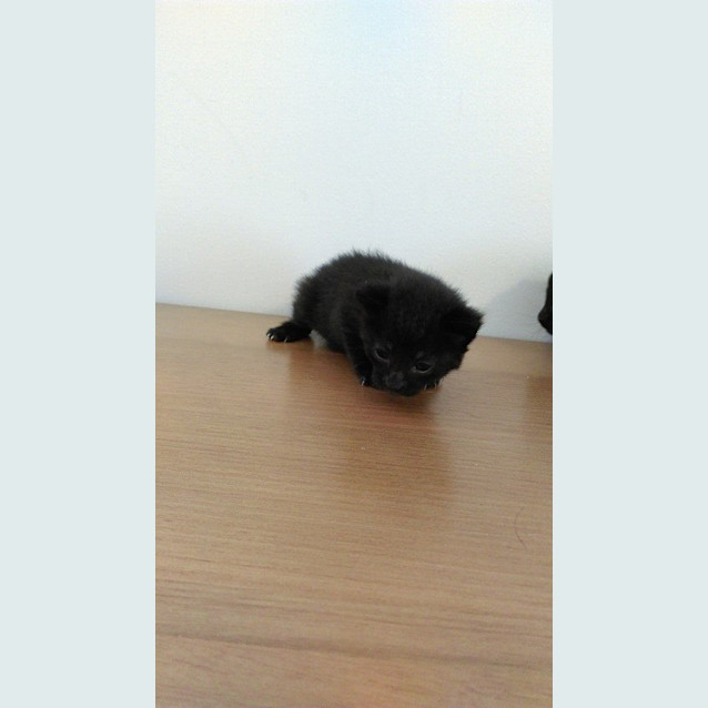 Photo of Zazu