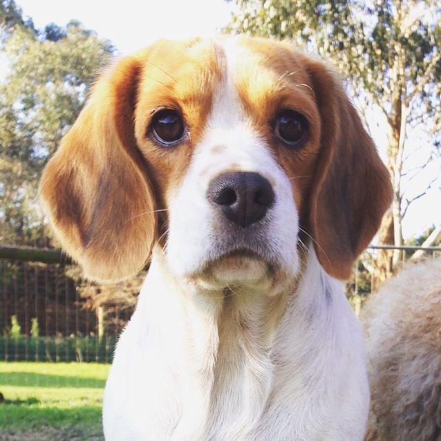 Photo of Bronte