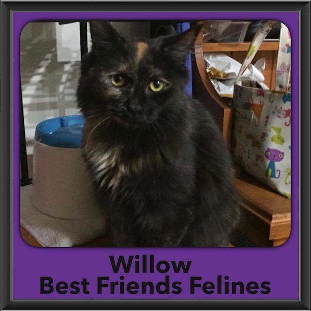 Photo of Willow