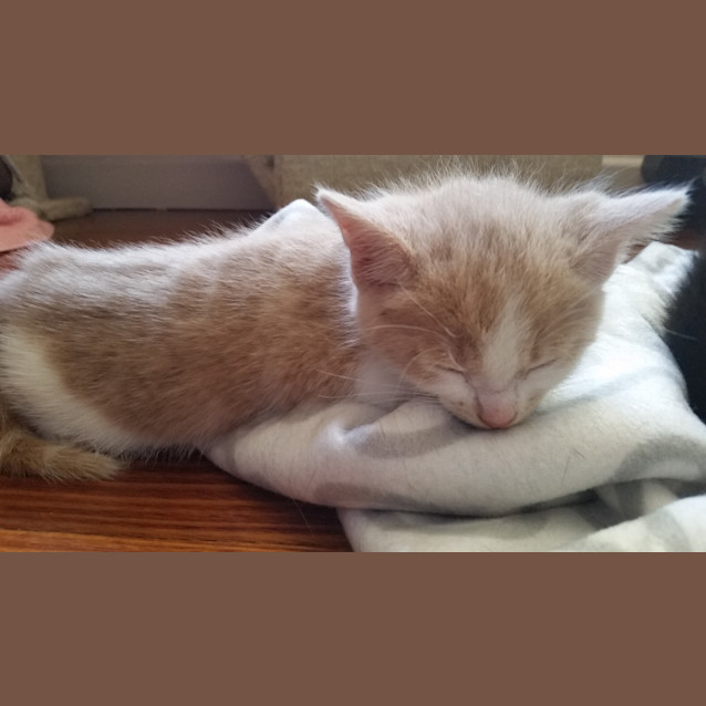 Photo of Annie