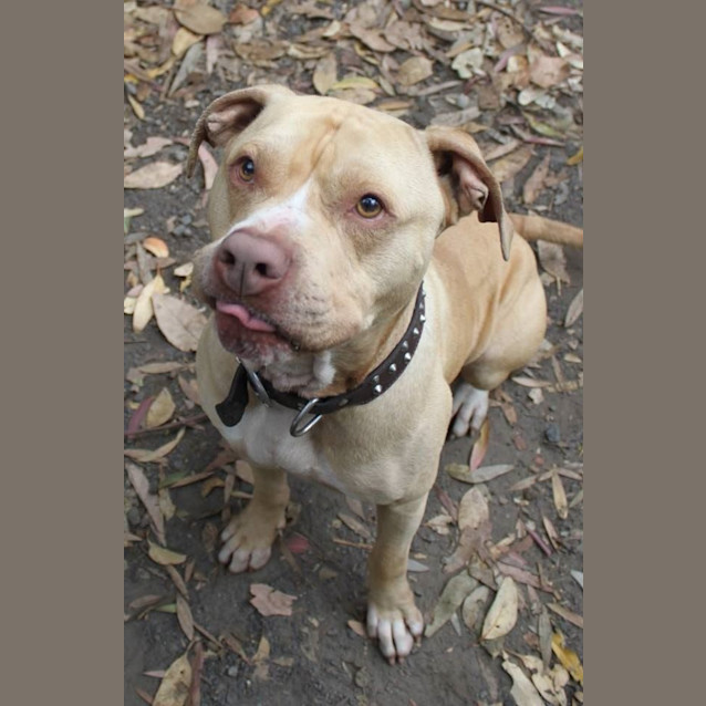 Photo of Diesel
