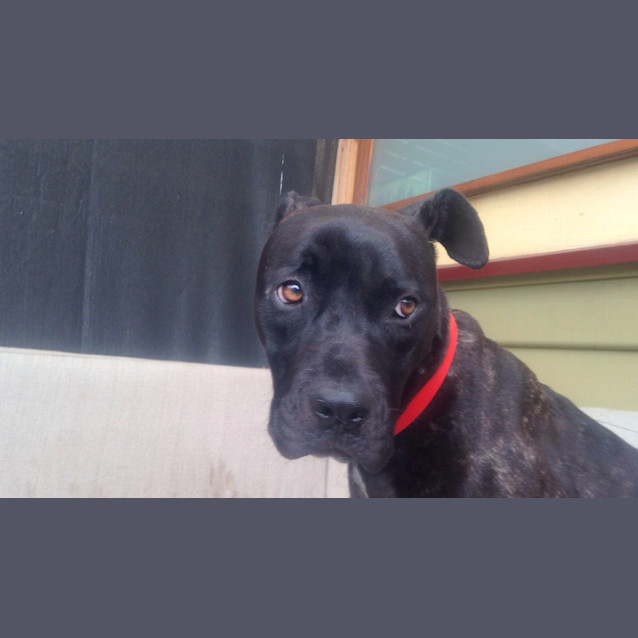 Photo of Cheyenne *Urgent Foster Needed*