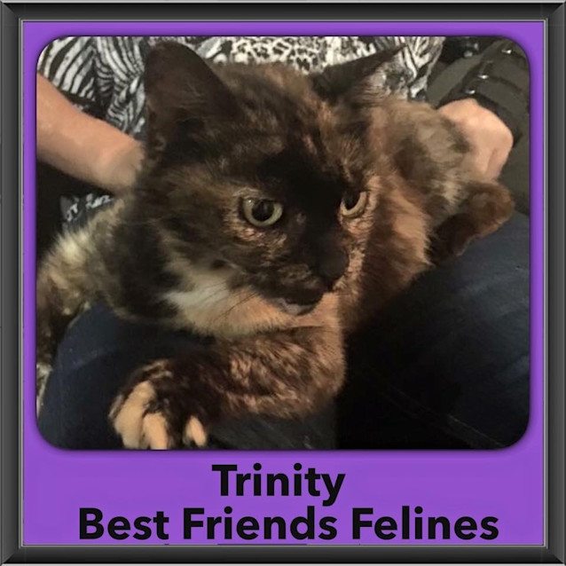 Photo of Trinity