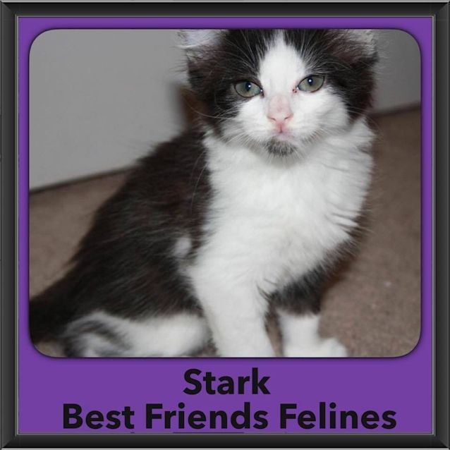 Photo of Stark