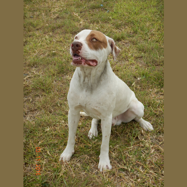 Photo of Malibu (Adoption Pending)