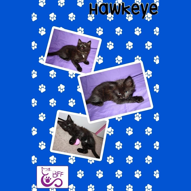 Photo of Hawkeye