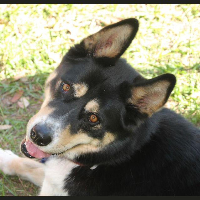 Photo of Diego ~ Husky X Kelpie ~ On Trial 18/8/17