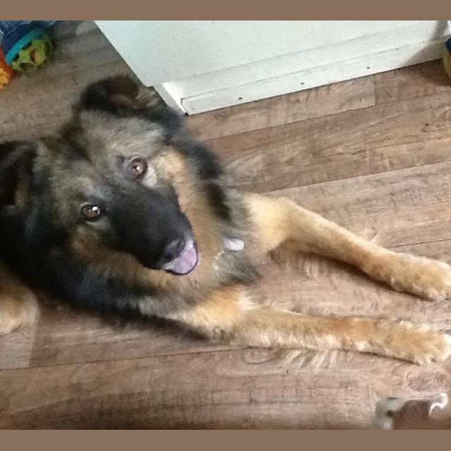 Photo of Presley (Adoption Pending)