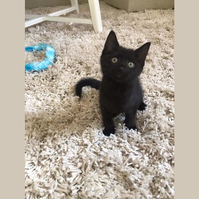 Photo of Phoebe: Charmed Litter