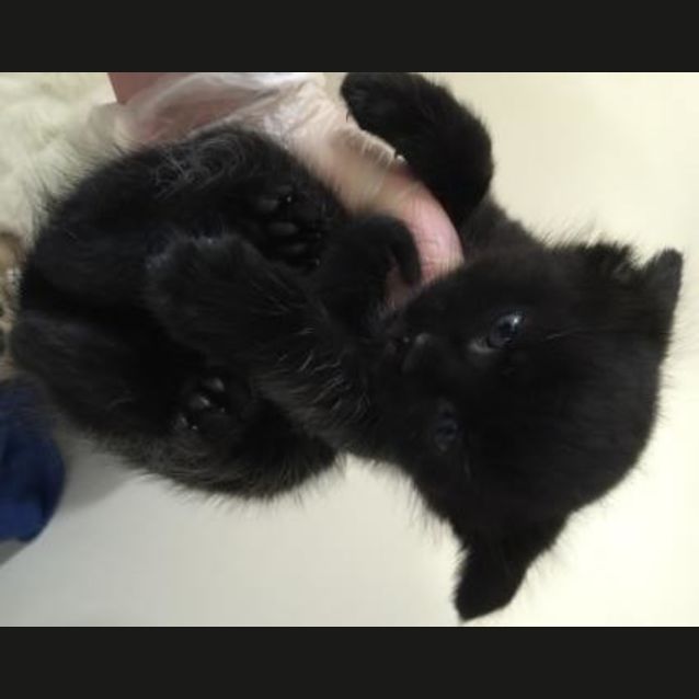 Photo of Berlioz