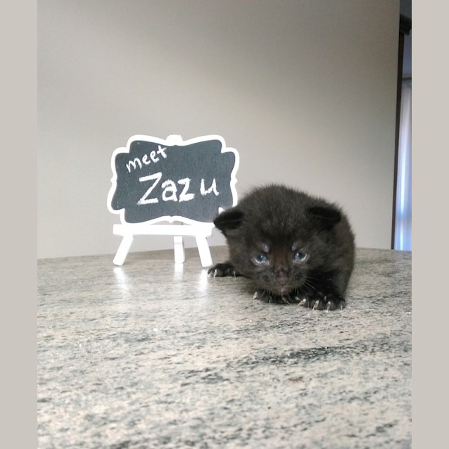 Photo of Zazu