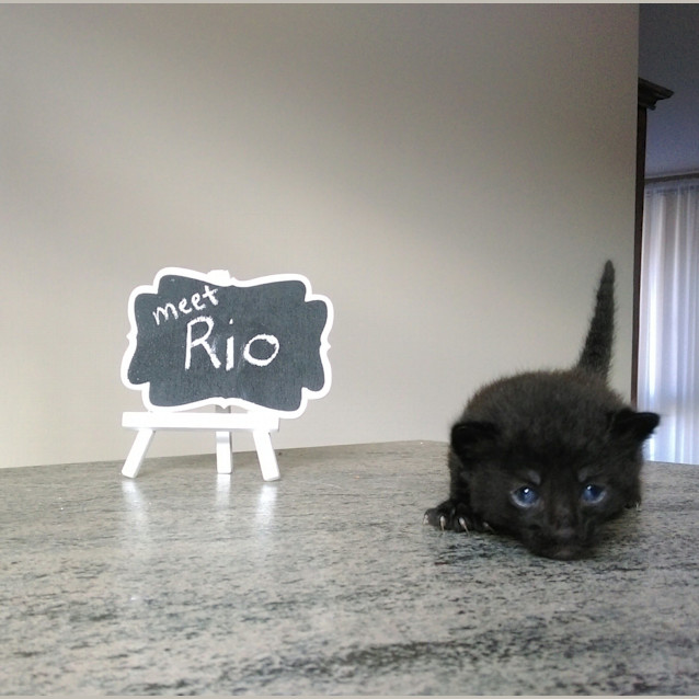 Photo of Rio