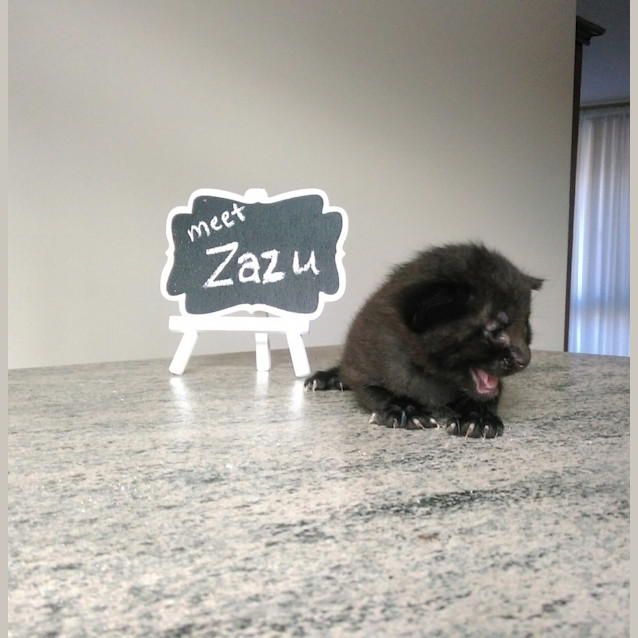 Photo of Zazu