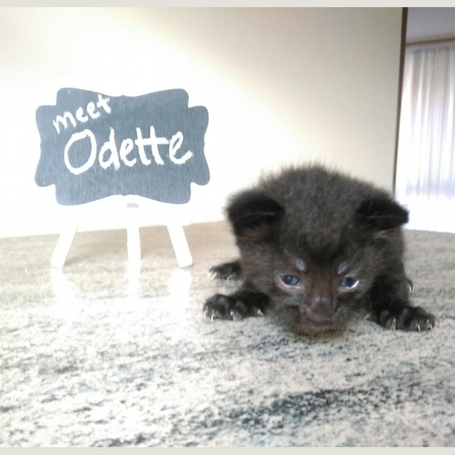 Photo of Odette