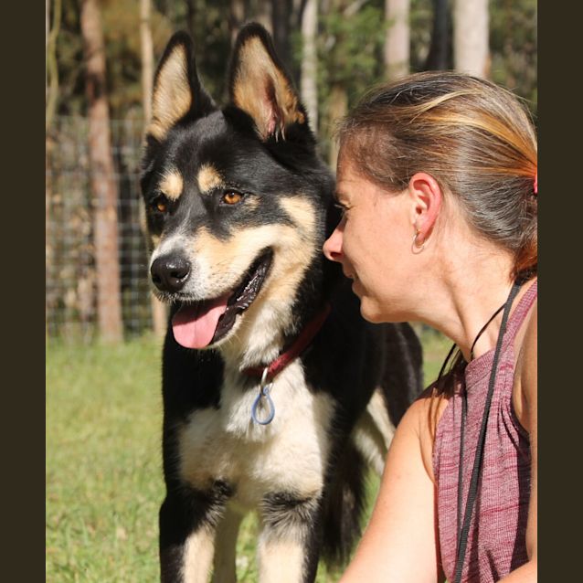 Photo of Diego ~ Husky X Kelpie ~ On Trial 18/8/17