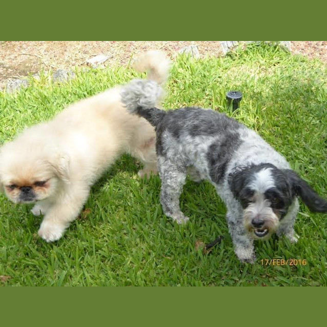 Photo of Prince 1322 & Rex 1323