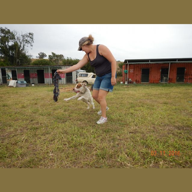 Photo of Malibu (Adoption Pending)