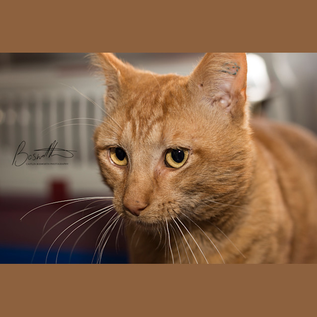 Photo of Ginger