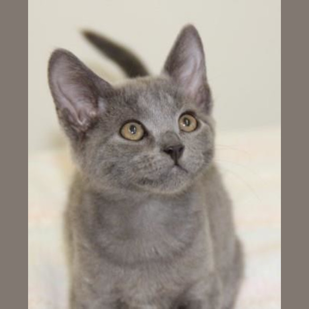 Photo of Flossy