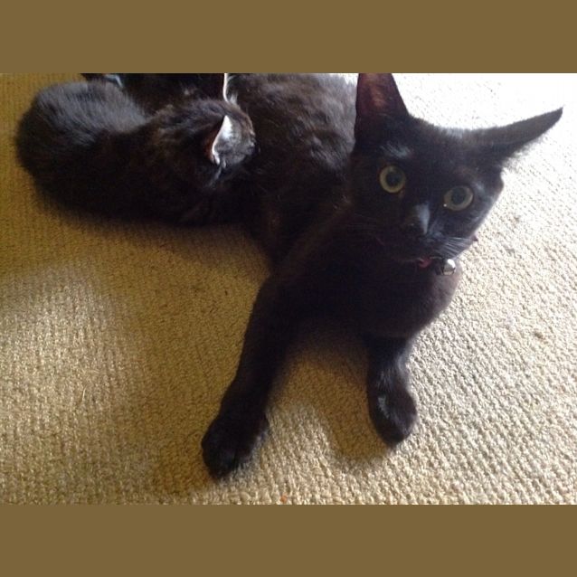 Photo of Midnight