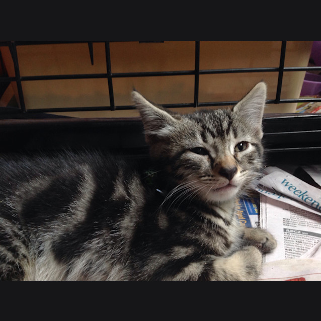 Photo of Pepper