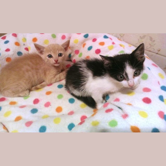 Photo of Simba And Pixie