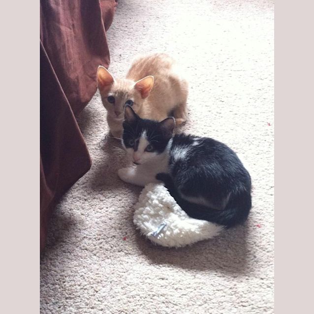 Photo of Simba And Pixie