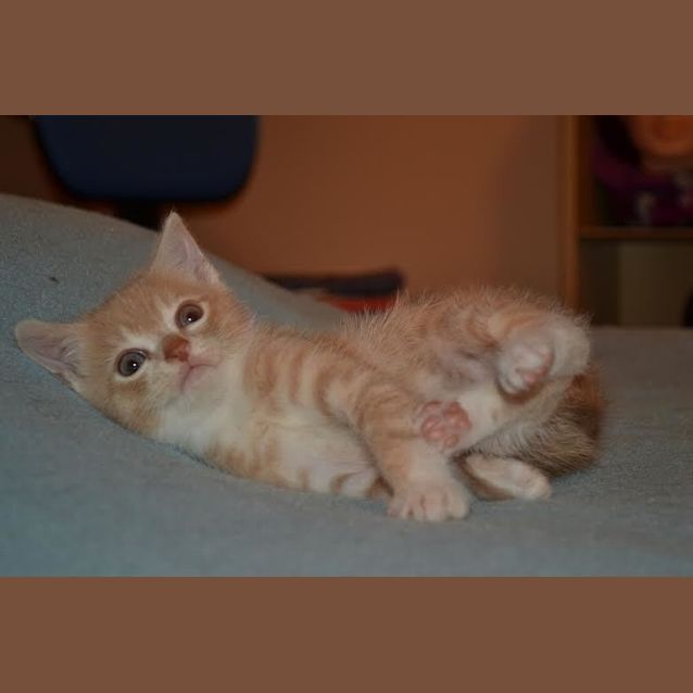 Photo of Archie