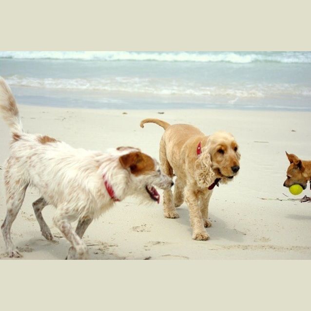 Photo of Pippin Ed0028 