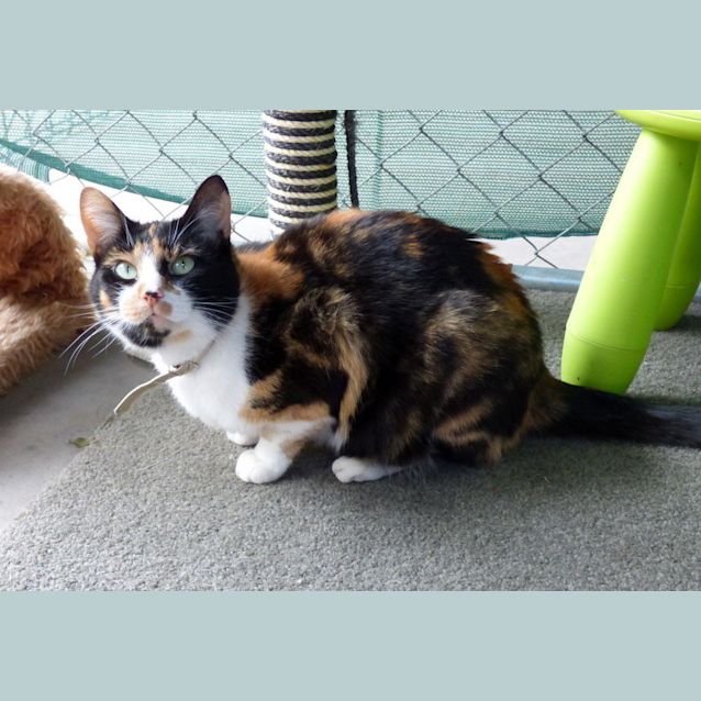 Photo of Mischief