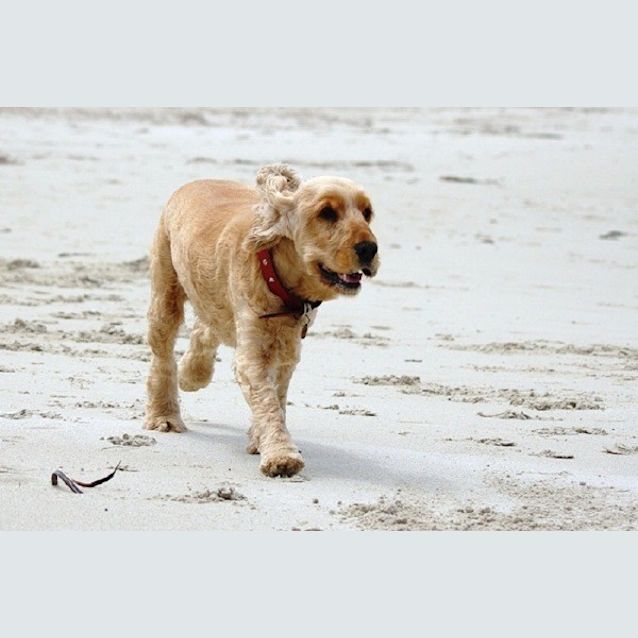 Photo of Pippin Ed0028 