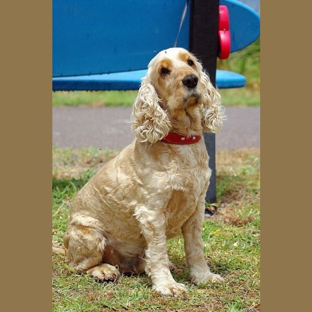 Photo of Pippin Ed0028 