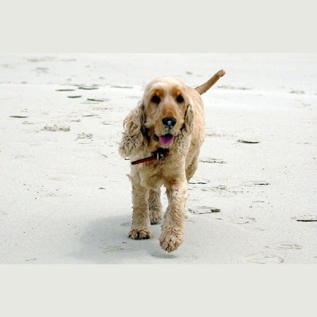 Photo of Pippin Ed0028 