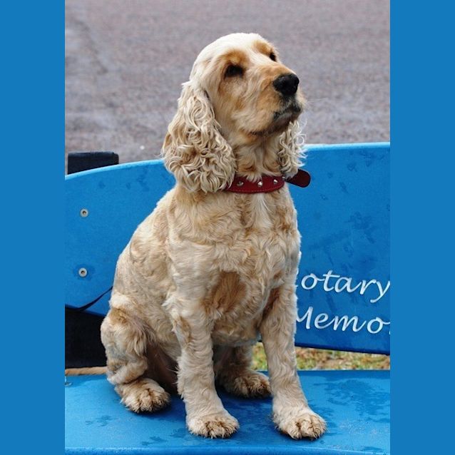 Photo of Pippin Ed0028 