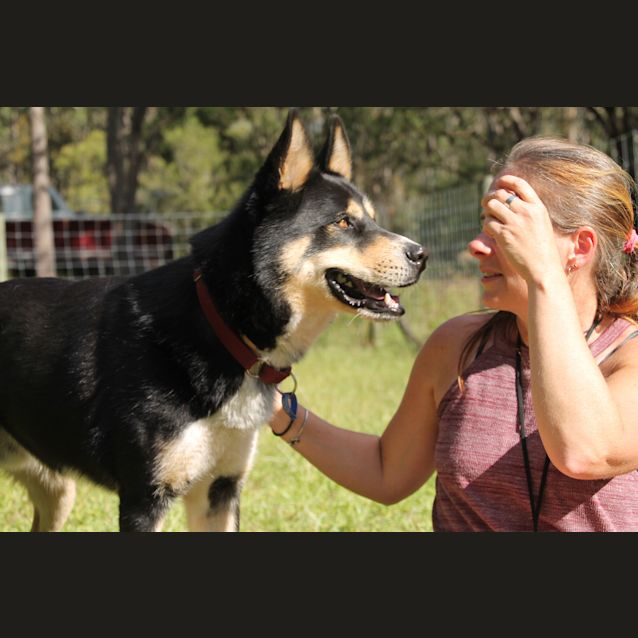 Photo of Diego ~ Husky X Kelpie ~ On Trial 18/8/17