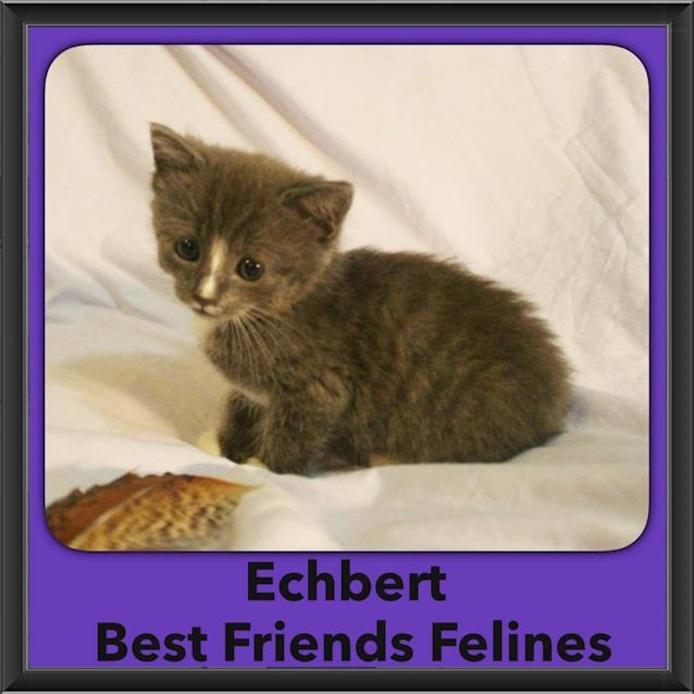 Photo of Echbert 