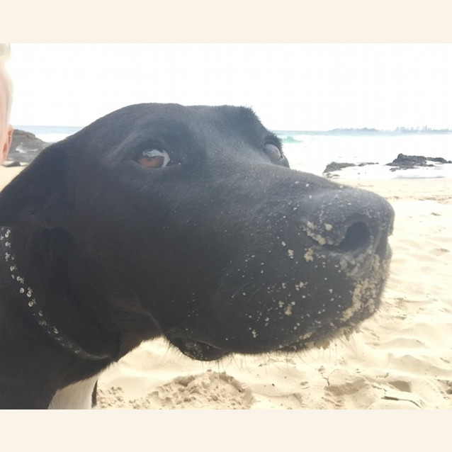 Photo of Pirate *Adoption Pending*