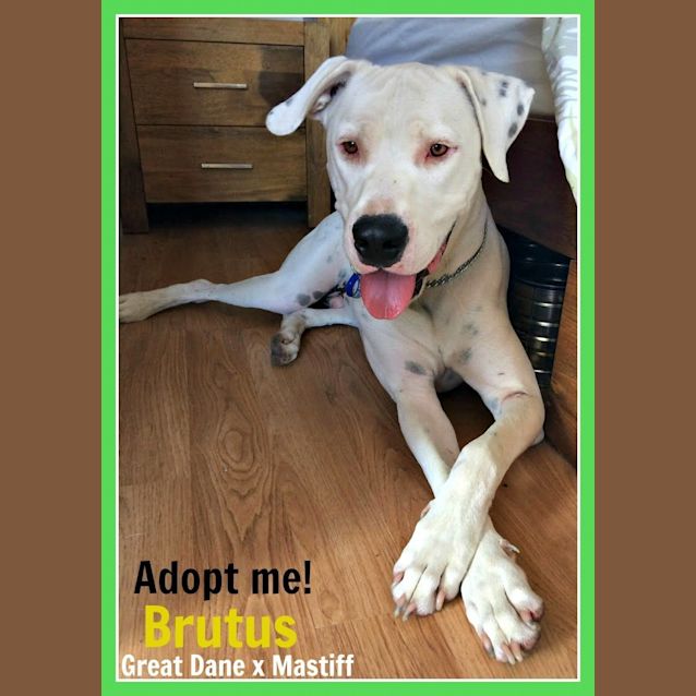 Photo of Brutus ~ Great Dane X Bull Mastiff (On Trial 5/3)