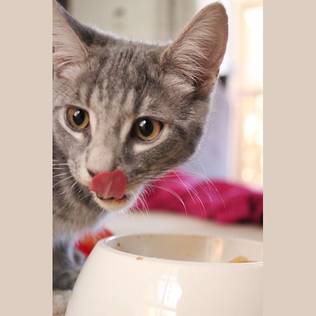 Photo of Cheddar