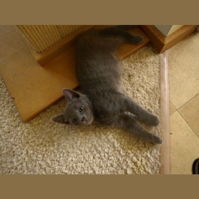 Photo of Gucci Kitten